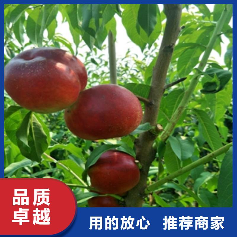 桃树蓝莓苗放心购