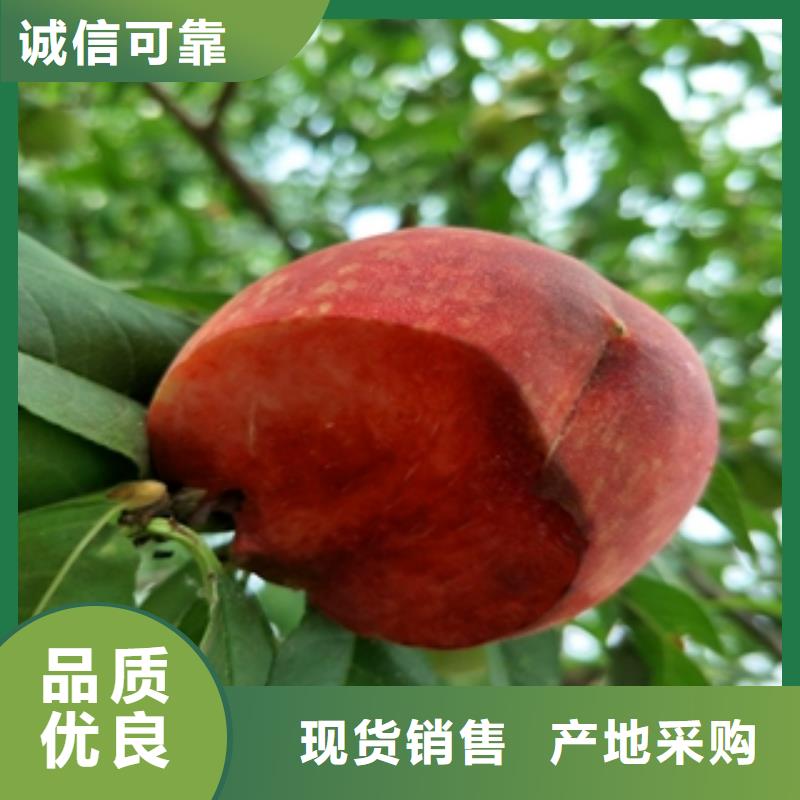 桃树樱桃苗随到随提