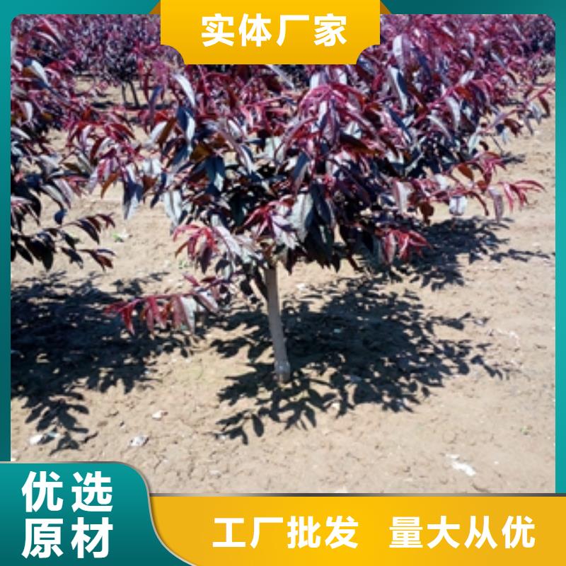 桃树绿化树绿化工程实拍展现