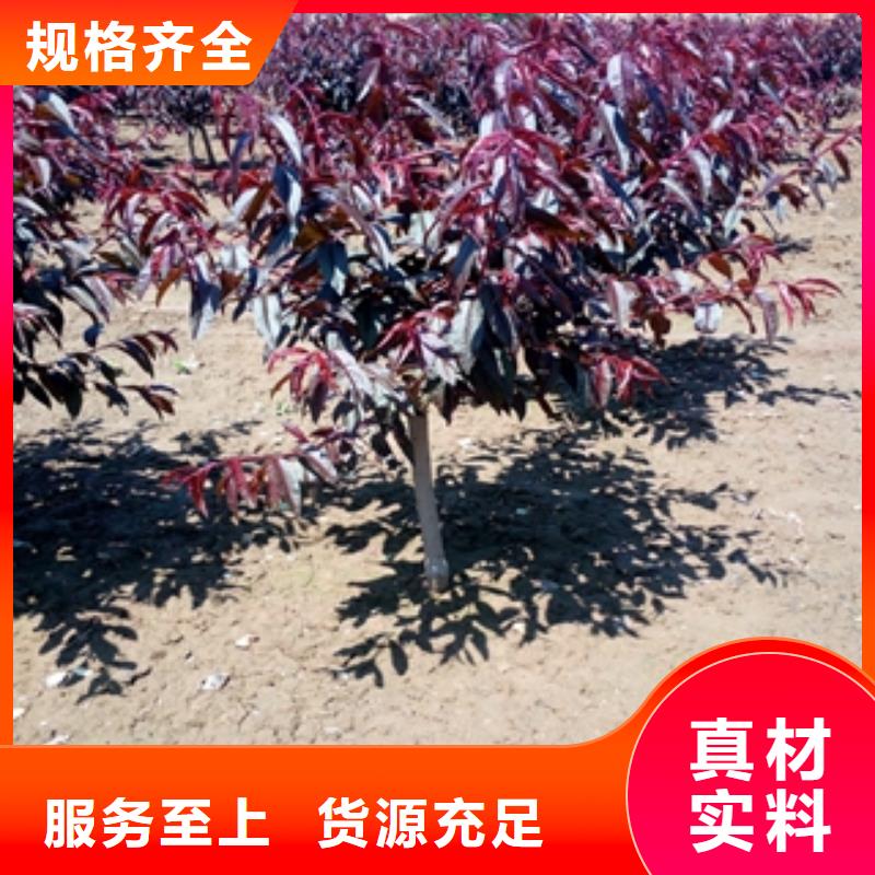 桃树核桃苗樱花苗长果桑树苗定制不额外收费