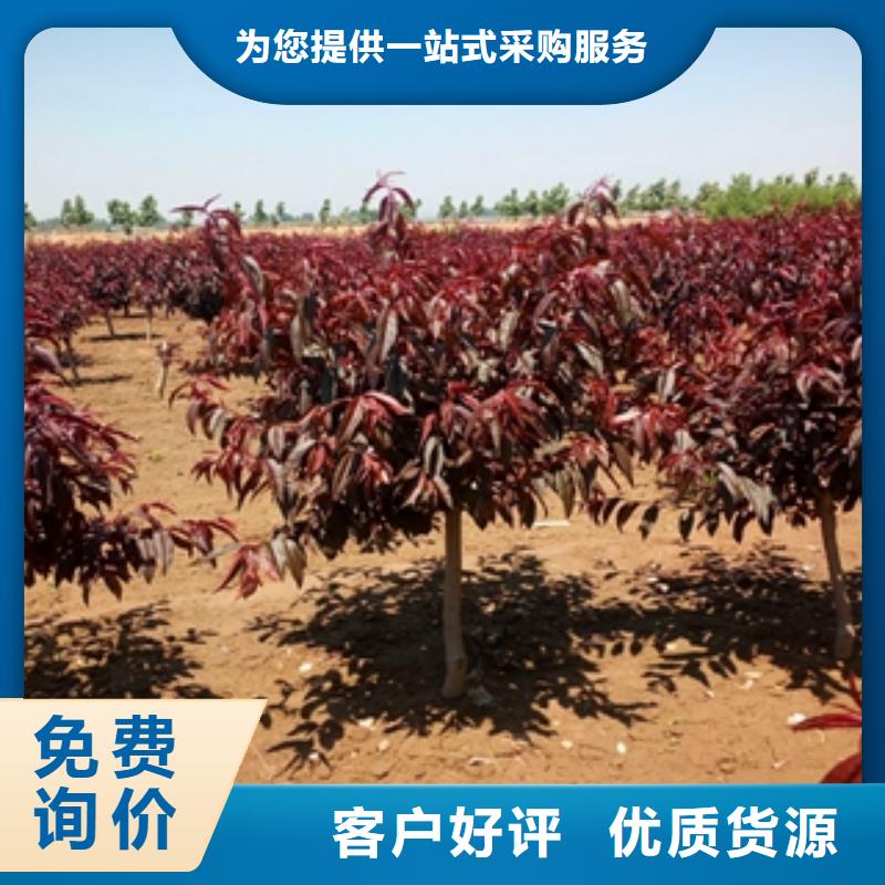 【桃树】钙果苗多年行业经验