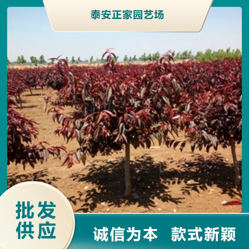 桃树樱桃苗源头厂商