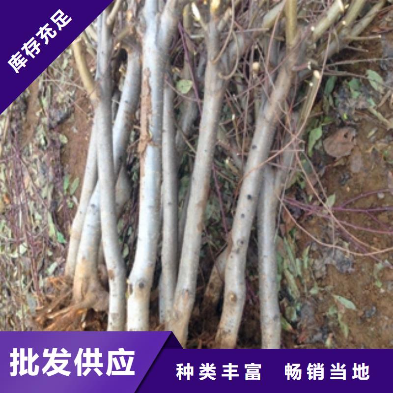 桃树【泰山景松造型景松】批发价格