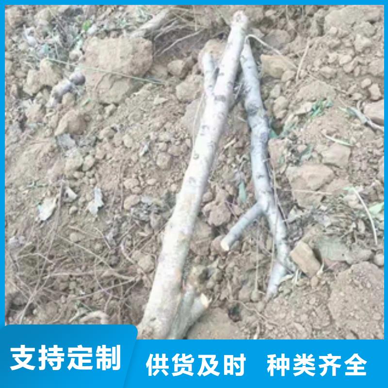 桃树-核桃苗樱花苗长果桑树苗真材实料诚信经营