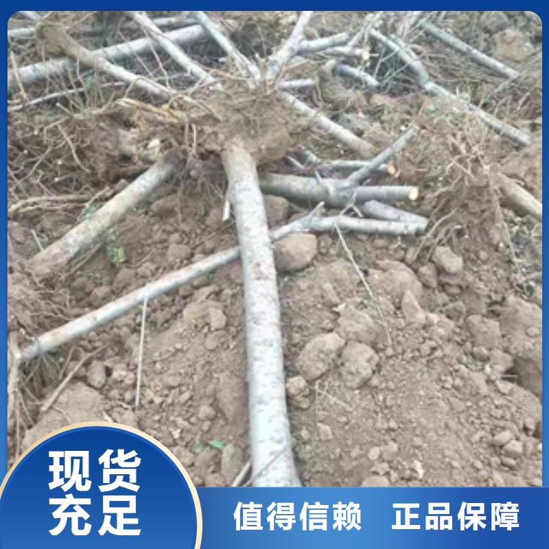 桃树【占地果树】用心经营
