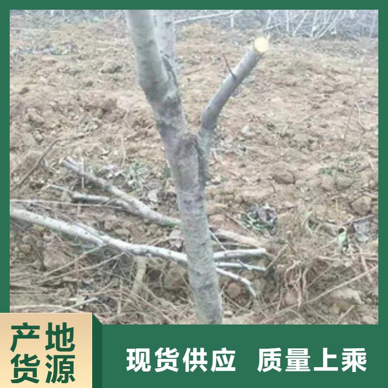 桃树-核桃苗樱花苗长果桑树苗真材实料诚信经营