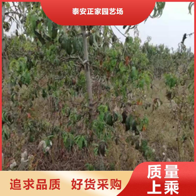 桃树蓝莓苗放心购