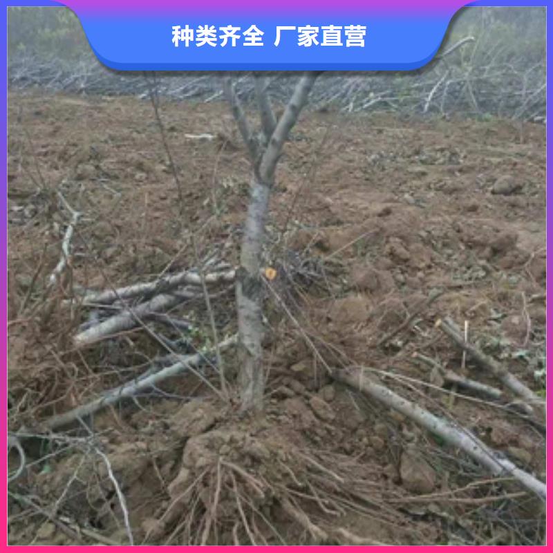 桃树【泰山景松造型景松】批发价格