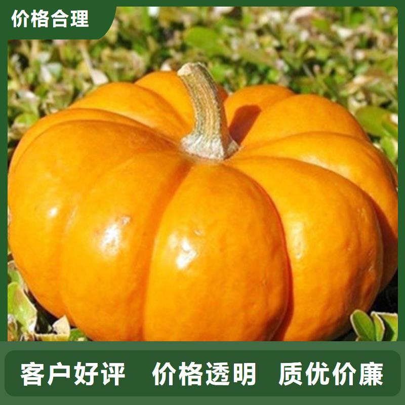南瓜丁（脱水小金瓜丁）选择我们没错