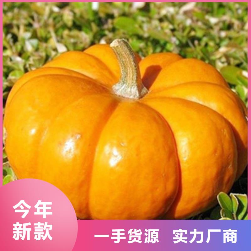 无籽南瓜丁（小金瓜颗粒）批发零售