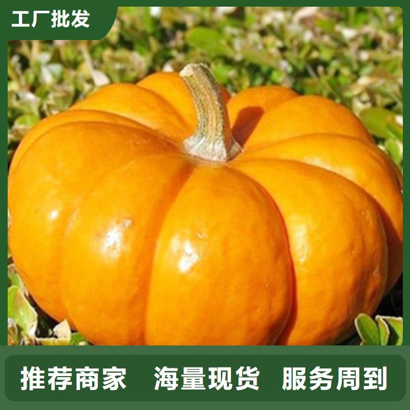 无皮南瓜丁为您介绍
