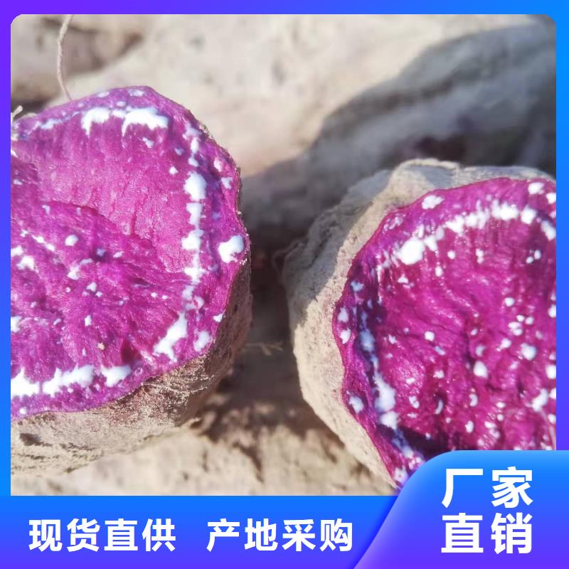 高产红薯苗（预售中）生长周期