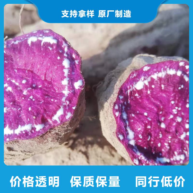 脱毒紫薯苗（济黑品种）供应