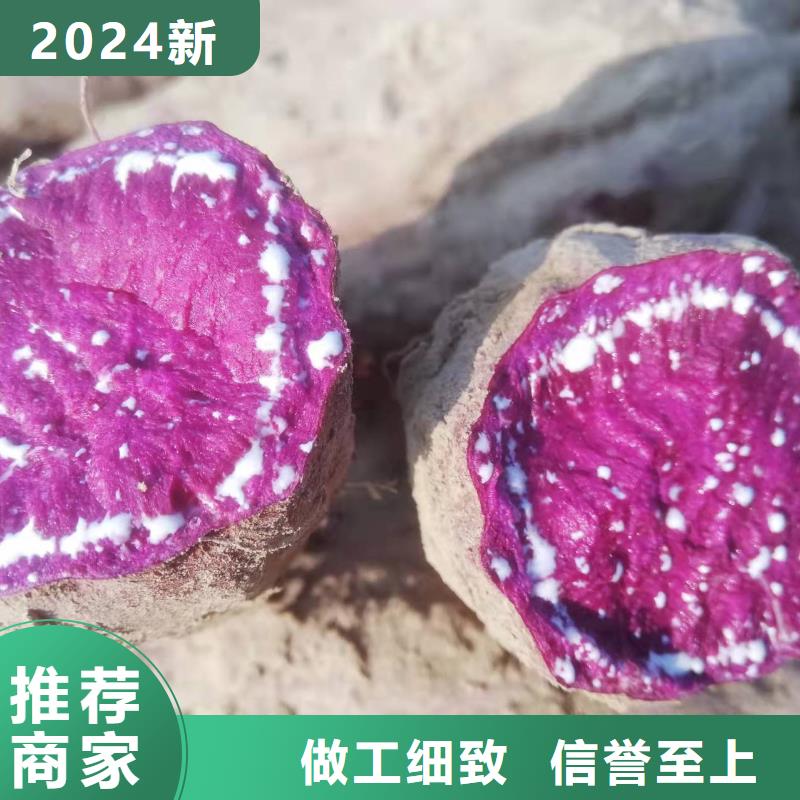 绫紫薯苗品优价廉