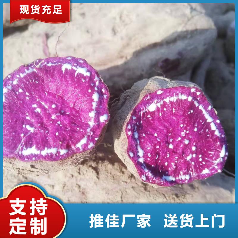 高产红薯苗（预售中）适合种植的地方