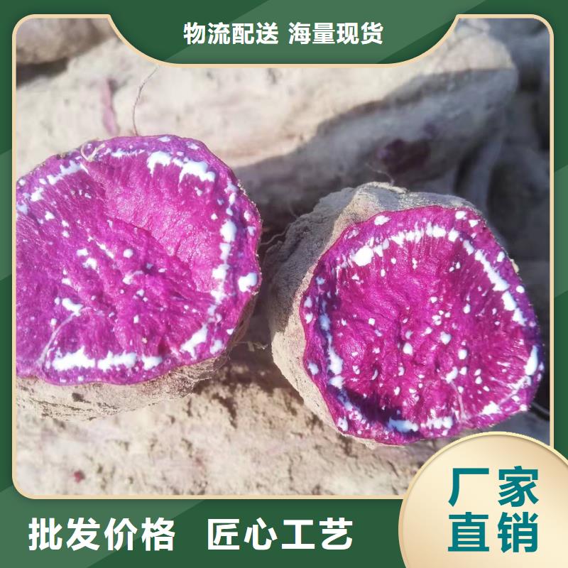 麦茬苗普薯32号（红薯苗）大量批发供应