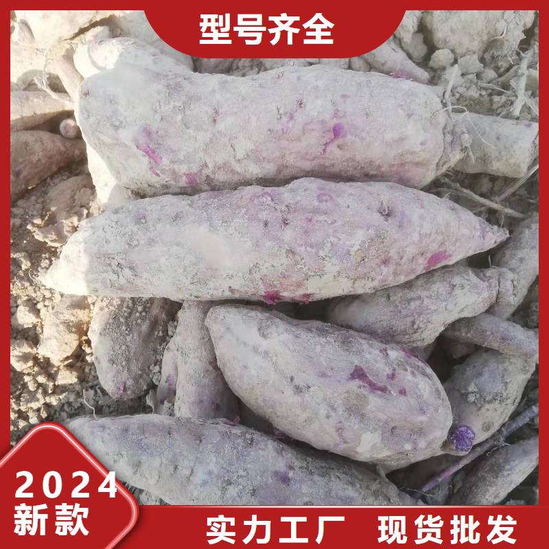 紫薯种苗大量批发市场