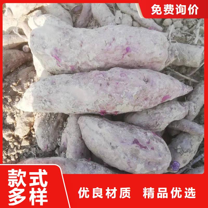 紫红薯苗厂家价格