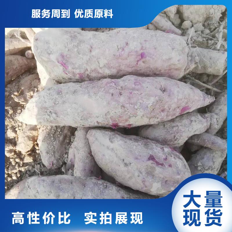 紫薯种苗品种纯正