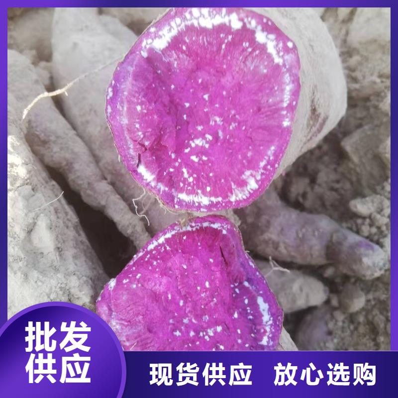 紫罗兰紫薯苗批发低价