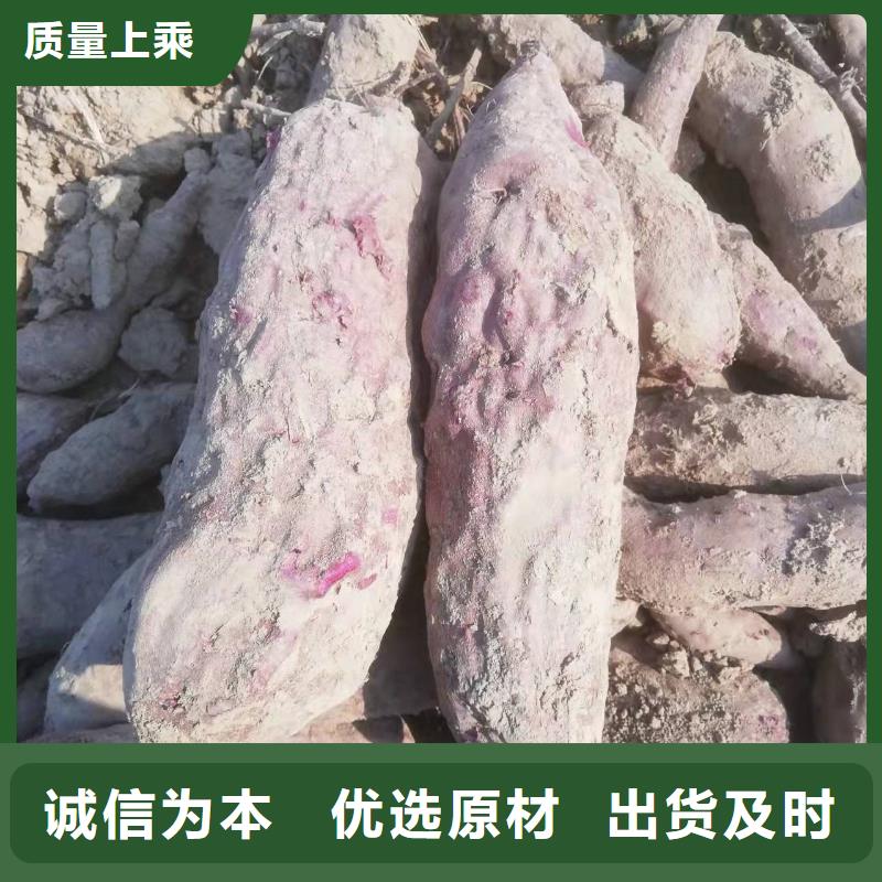 高产红薯苗（预售中）选择我们没错