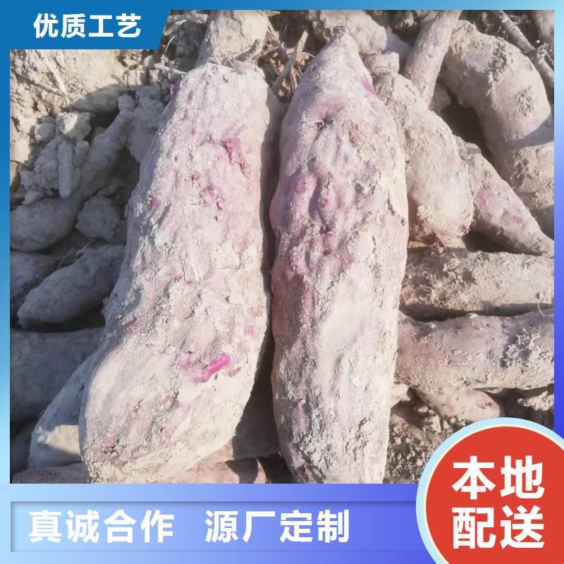 紫罗兰紫薯苗批发低价