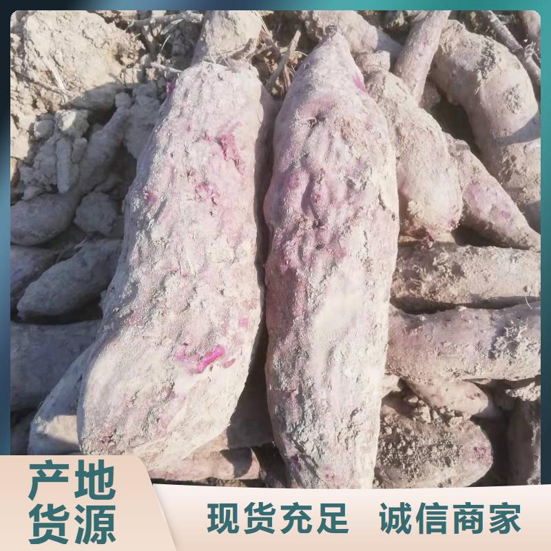 高产红薯苗（预售中）专业指导员