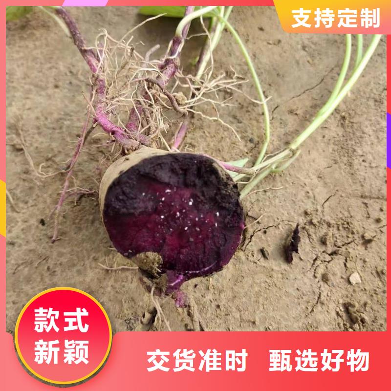 麦茬苗（紫薯)选择我们没错