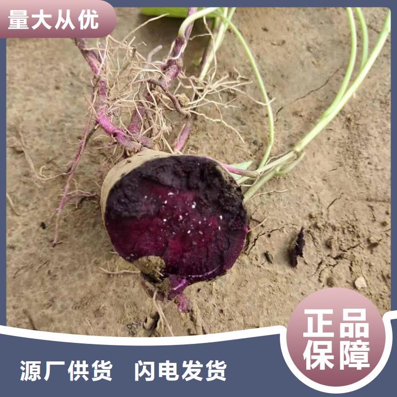 乐东县麦茬苗（紫薯)育苗生产加工一条龙