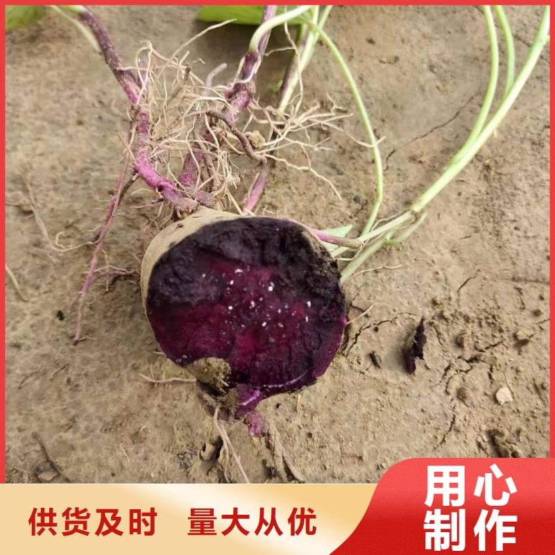 甘薯苗（紫红薯苗）适合种植的地方