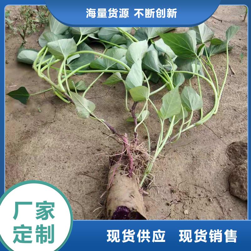 麦茬苗（紫薯)选择我们没错
