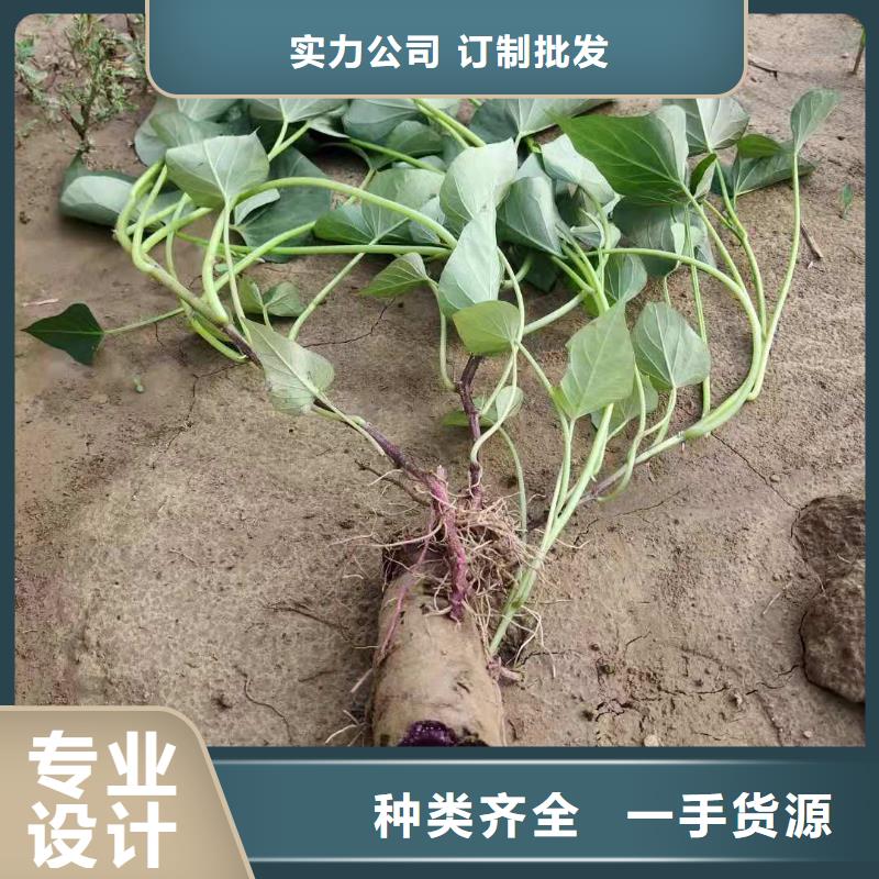 【紫薯苗紫薯粉实体厂家】