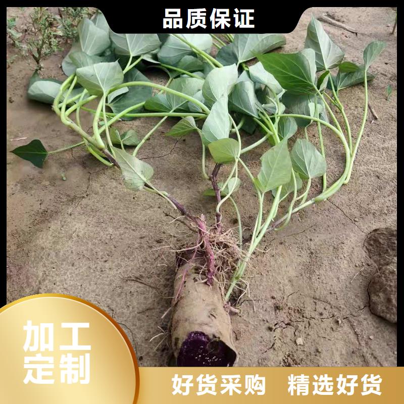 红甘薯苗（高剪苗）鲜食型