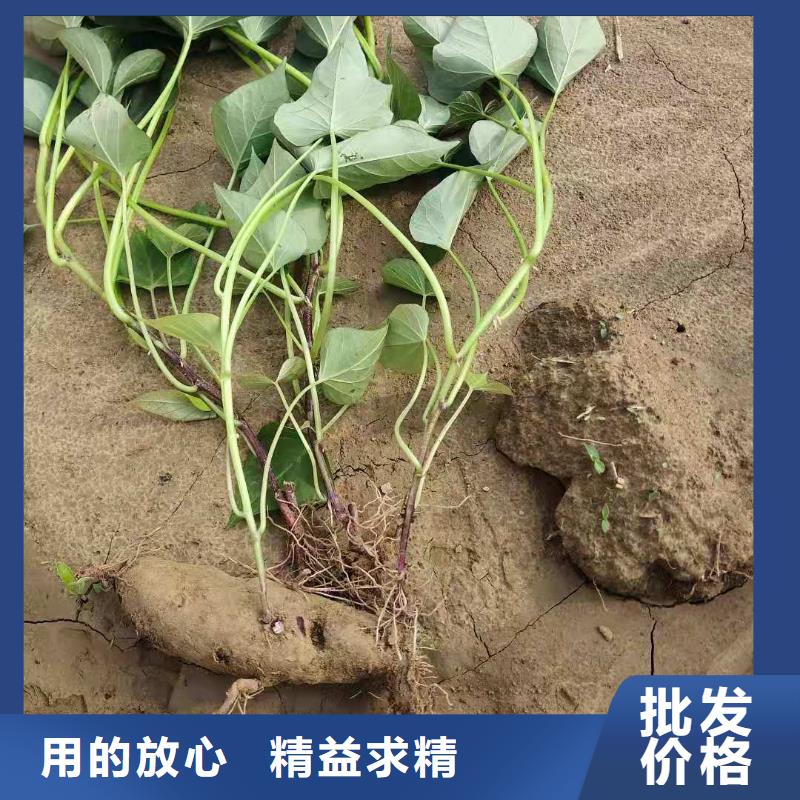 紫薯苗管理方式