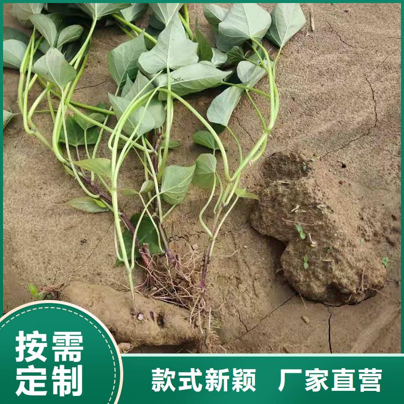 高产红薯苗(预售中)适合种植的地方