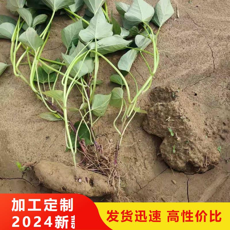 甘薯苗（紫红薯苗）货源充足