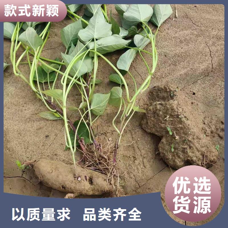 紫罗兰紫薯苗品种繁多