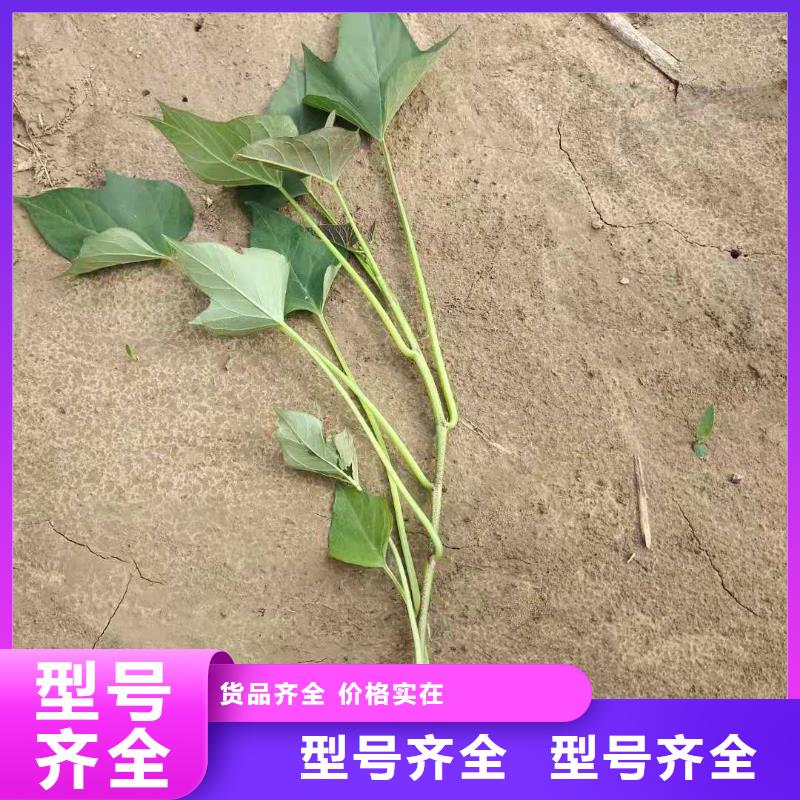 高产红薯苗（普薯32号)批发价格
