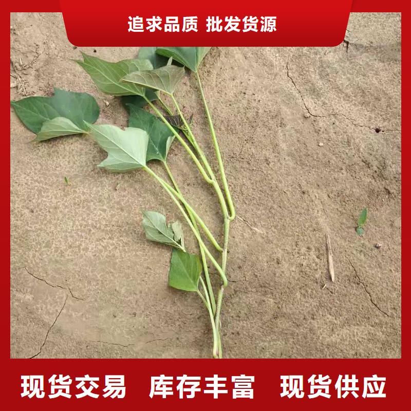高产红薯苗（预售中）育苗十六年