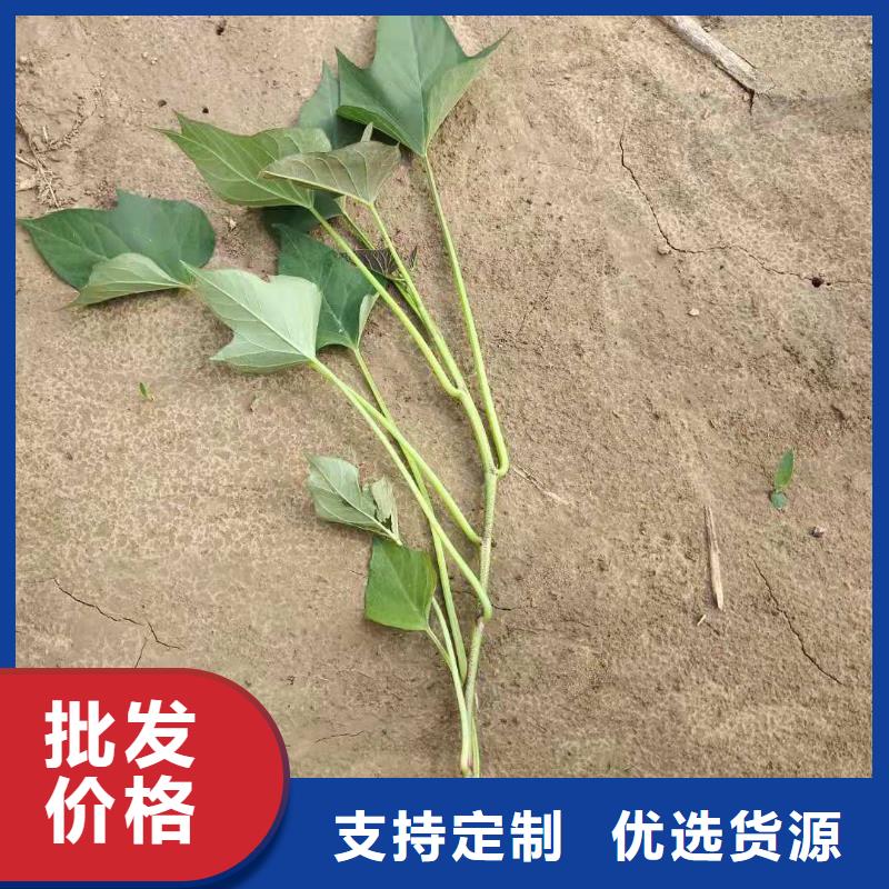 紫罗兰紫薯苗大量批发市场