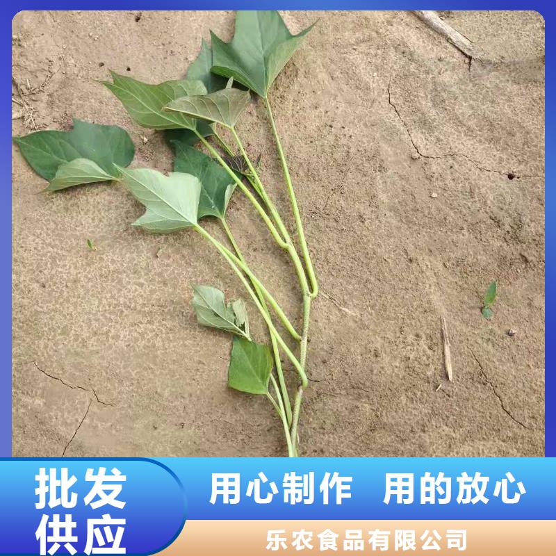 高产红薯苗种植技术
