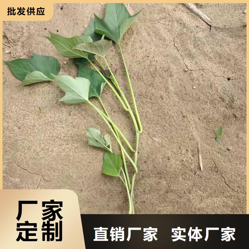 高剪苗红薯苗(西瓜红)欢迎全国客户到厂参观考察
