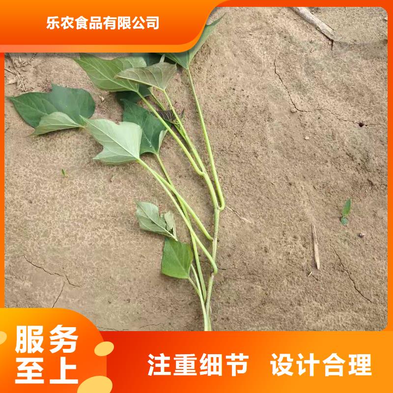 紫薯苗（济黑2号上市）大量批发供应