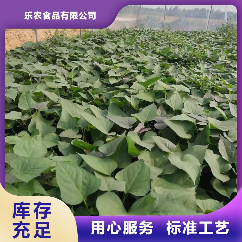 甘薯苗（紫红薯苗）行情走势