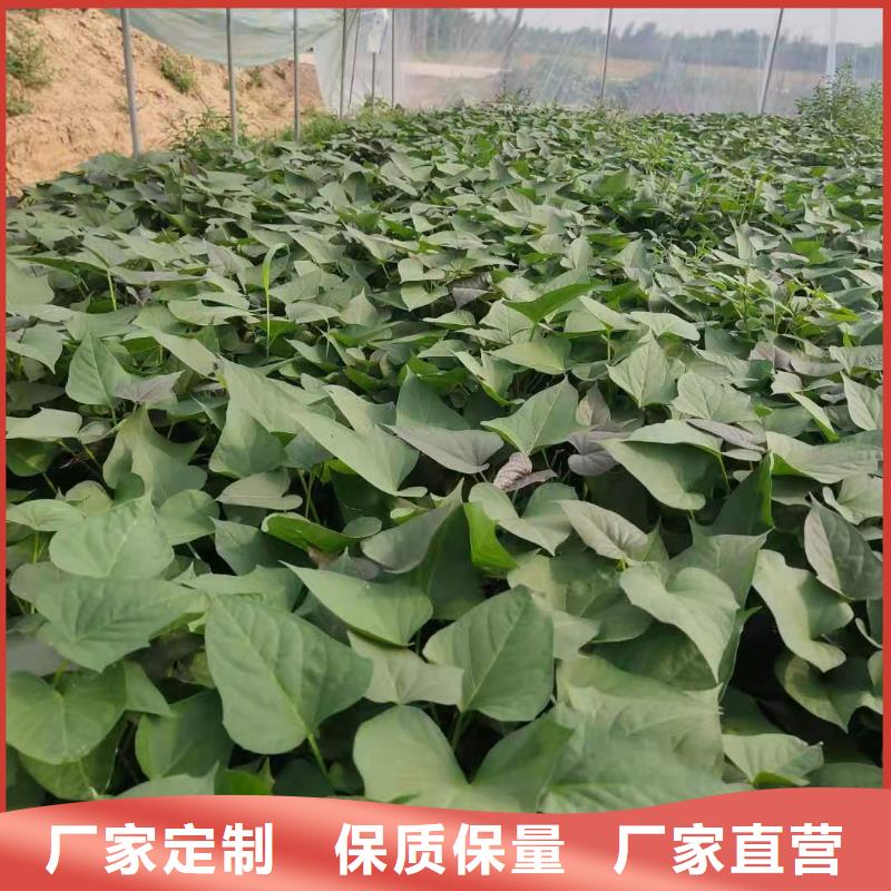 麦茬苗（紫薯)千亩种植