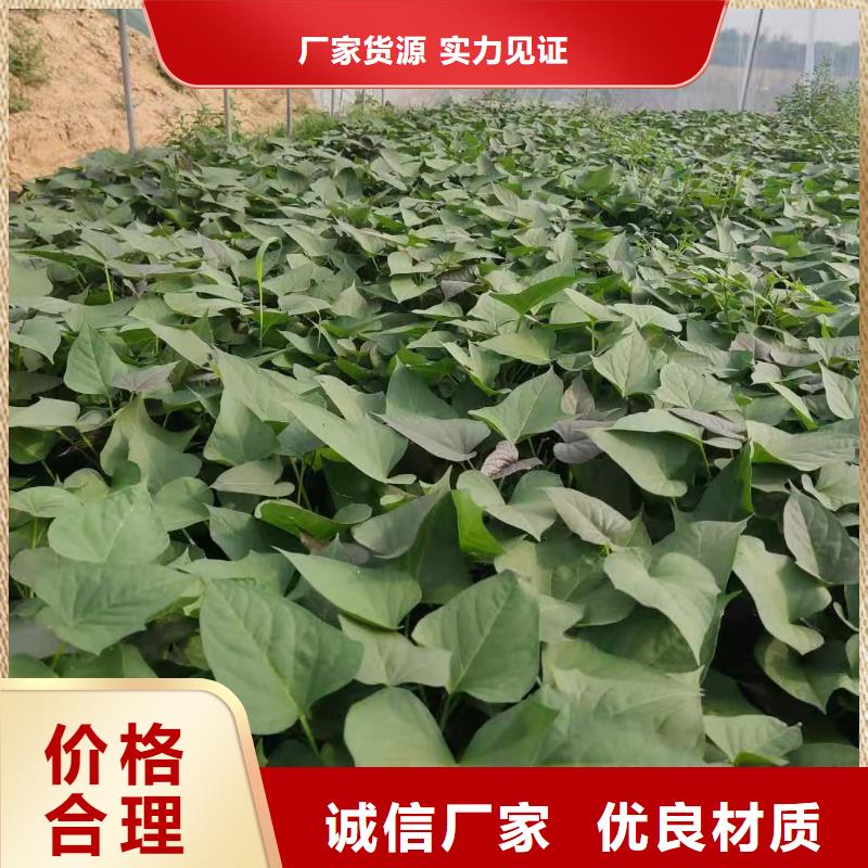 紫薯苗子批发销售