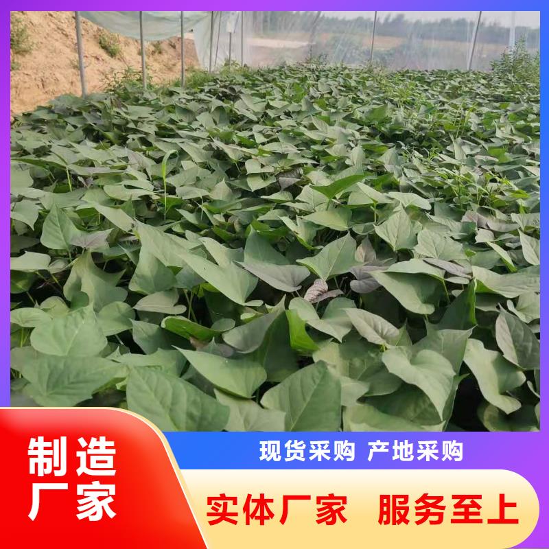 麦茬苗普薯32号（红薯苗）品种纯正