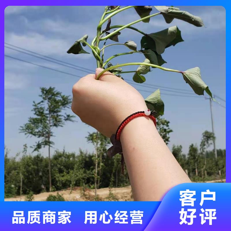 紫薯苗（济黑2号上市）怎么保存