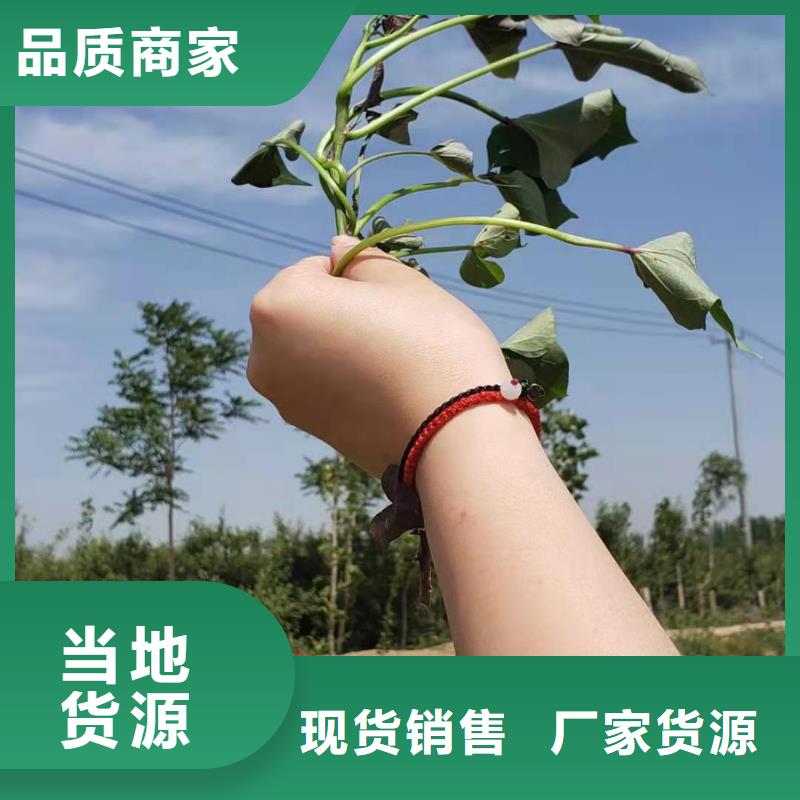 脱毒红薯苗（西瓜红）欢迎致电