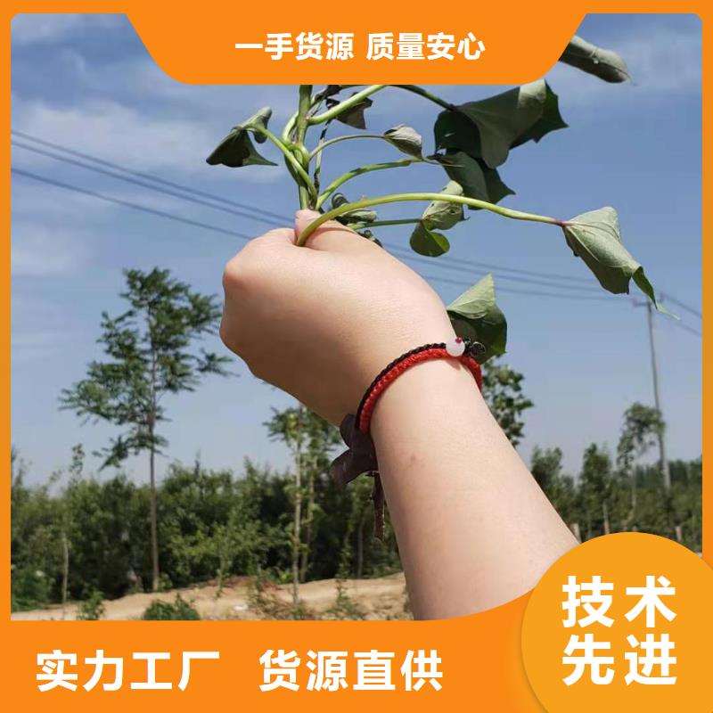 麦茬苗普薯32号（红薯苗）怎么种